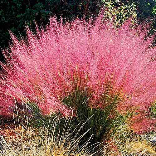 Мюленбергия волосовидная изображение 1 артикул 71891