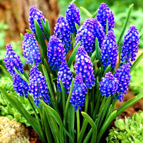 Мускари Дарк Айс изображение 1 артикул 67401