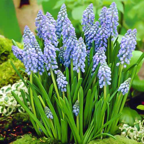 Мускари Арменикум изображение 1 артикул 67637