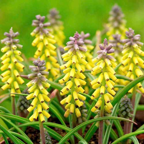 Мускари Голден Фрагранс изображение 1 артикул 67409