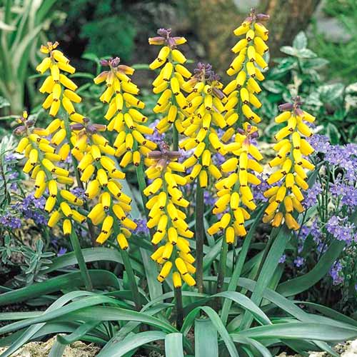 Мускари Макрокарпум изображение 1 артикул 70234