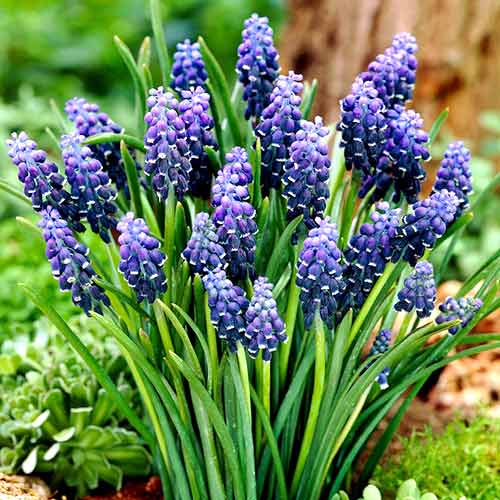 Мускари Неглектум изображение 1 артикул 70235