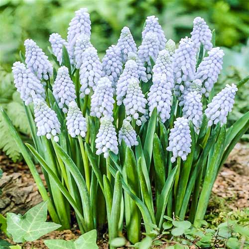 Мускари Валери Финнс изображение 1 артикул 67407