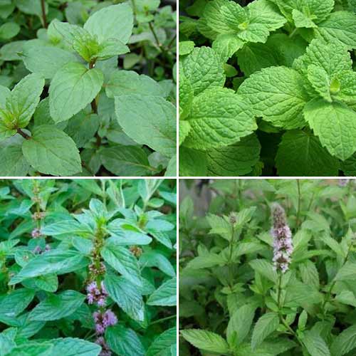 Мята лекарственная, смесь семян артикул фото 1 Мята лекарственная, смесь семян изображение 1 артикул 65118
