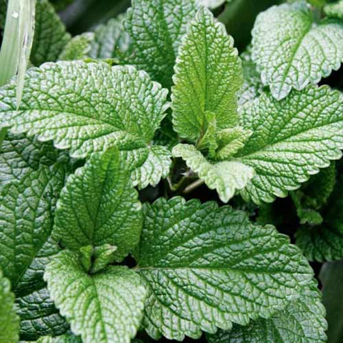 Мята Тимол изображение 1 артикул 69796