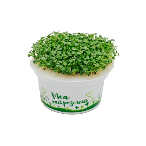 Моя микрозелень - набор для выращивания Базилика артикул фото 2 Моя микрозелень - набор для выращивания Базилика изображение 2 артикул 85206