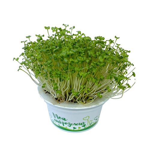 Комплект для проращивания семян брюквы изображение 3 артикул 85208