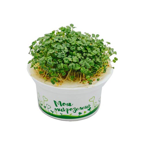 Набор для выращивания микрозелени полезной руколы изображение 2 артикул 85207