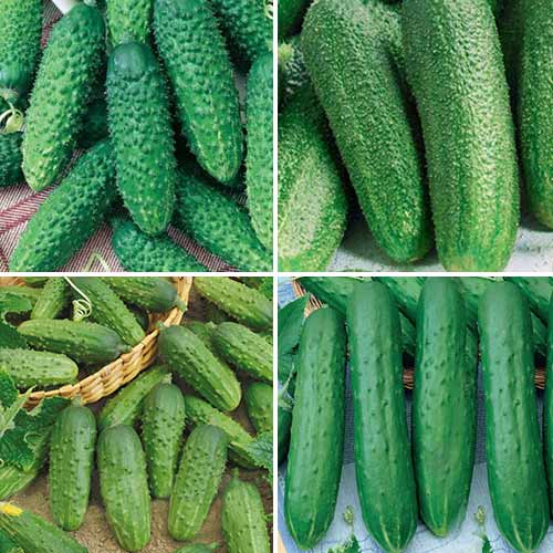Набор гибридов огурца для засолки, смесь сортов Уральский дачник артикул фото 1 Набор гибридов огурца для засолки, смесь сортов Уральский дачник изображение 1 артикул 74189