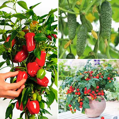 Набор Новогодний Урожай, смесь сортов изображение 1 артикул 74188