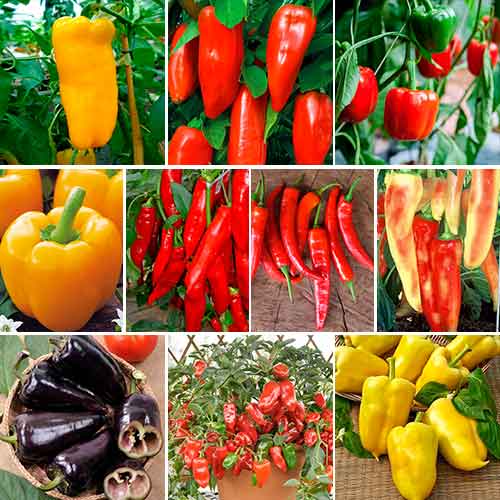 Суперпредложение! Набор семян Чудо перцы из 10 упаковок изображение 1 артикул 66320