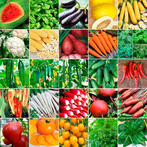 Суперпредложение! Набор семян Фантастический урожай из 25 упаковок изображение 1 артикул 66317