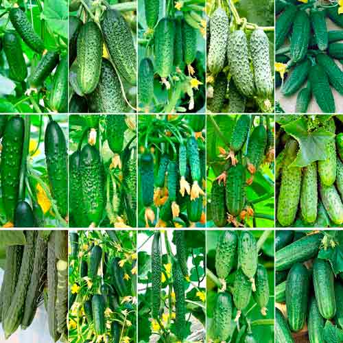 Суперпредложение! Набор семян Огуречный из 15 упаковок изображение 1 артикул 66315