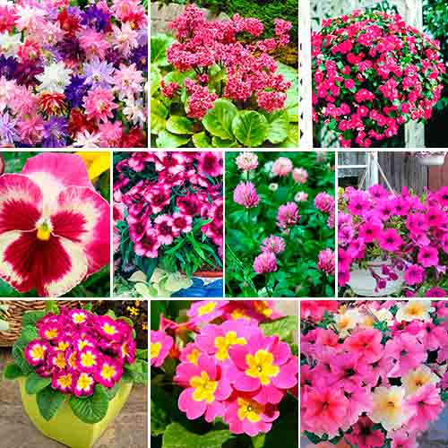 Суперпредложение! Набор семян Сад в розовых тонах из 10 упаковок артикул фото 1 Суперпредложение! Набор семян Сад в розовых тонах из 10 упаковок изображение 1 артикул 66324