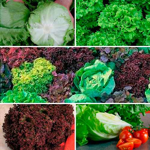 Суперпредложение! Набор семян Салатный переполох из 5 упаковок изображение 1 артикул 66322