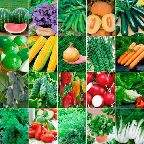 Суперпредложение! Набор семян Урожай Профессионала из 20 упаковок изображение 1 артикул 66323