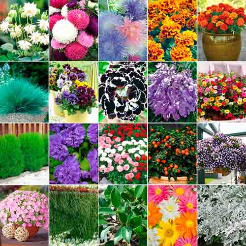 Суперпредложение! Набор семян Яркий сад из 20 упаковок артикул фото 1 Суперпредложение! Набор семян Яркий сад из 20 упаковок изображение 1 артикул 66325