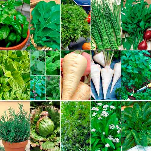 Суперпредложение! Набор семян Зеленая палитра из 15 упаковок изображение 1 артикул 66321