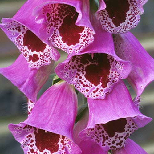 Наперстянка Гиант Споттед изображение 1 артикул 70384