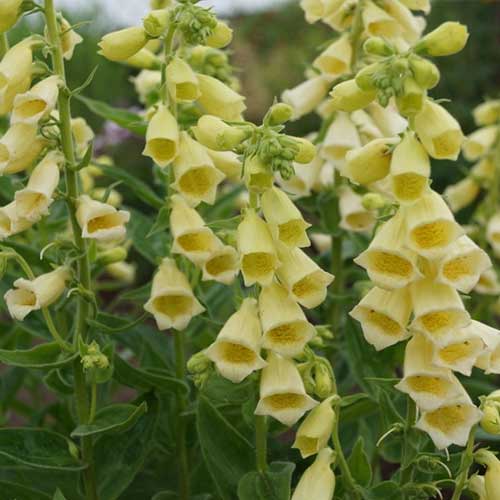 Наперстянка крупноцветковая Кариллон изображение 2 артикул 01381