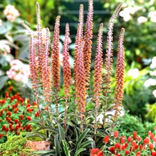 Наперстянка Молочный шоколад артикул фото 1 Наперстянка Молочный шоколад изображение 1 артикул 70385