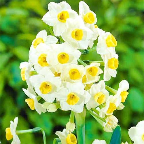 Нарцисс Аваланш изображение 1 артикул 67634