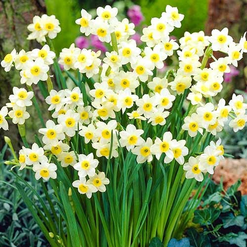 Нарцисс Аваланш изображение 2 артикул 67634