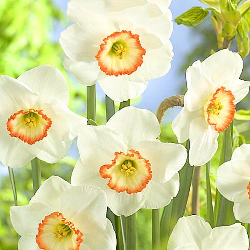 Нарцисс крупнокорончатый Барби Долл изображение 1 артикул 67639