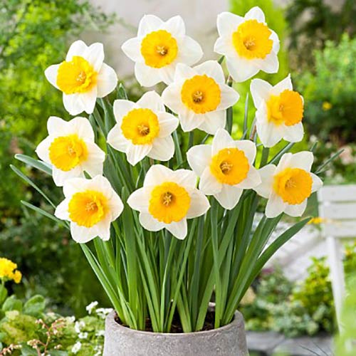 Нарцисс крупнокорончатый Биг Ган изображение 1 артикул 67641