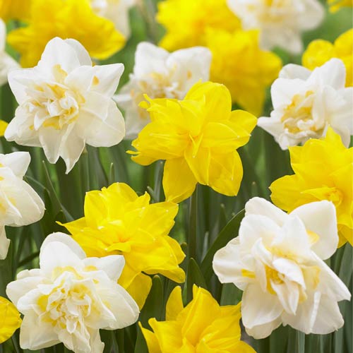 Нарцисс махровый Брайт Сан, микс изображение 1 артикул 68018