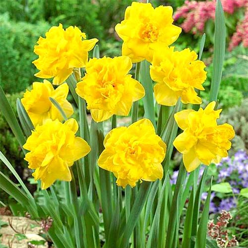 Нарцисс махровый Дабл Голд Медал изображение 1 артикул 67646