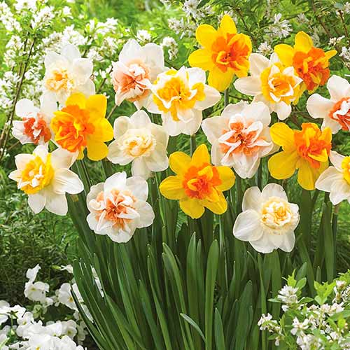 Нарцисс Дабл, микс изображение 1 артикул 67669