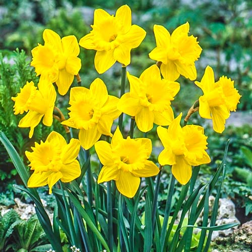 Нарцисс крупноцветковый Датч Мастер изображение 1 артикул 67647