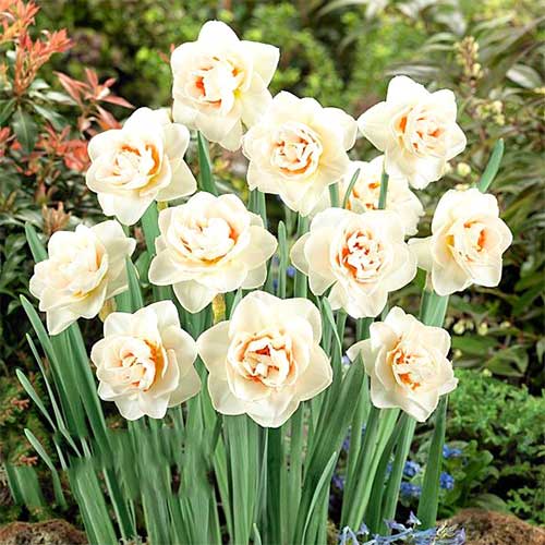 Нарцисс махровый Флауэр Парад изображение 1 артикул 67667