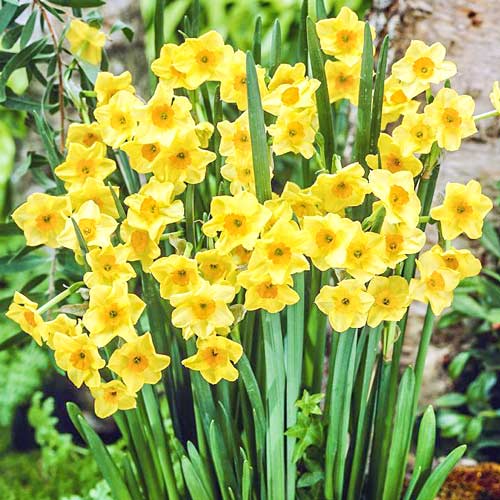 Нарцисс мини Голден Доун изображение 1 артикул 67644