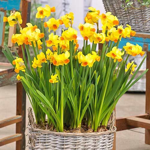 Нарцисс мини Гранд Солейль д'Ор изображение 1 артикул 67645