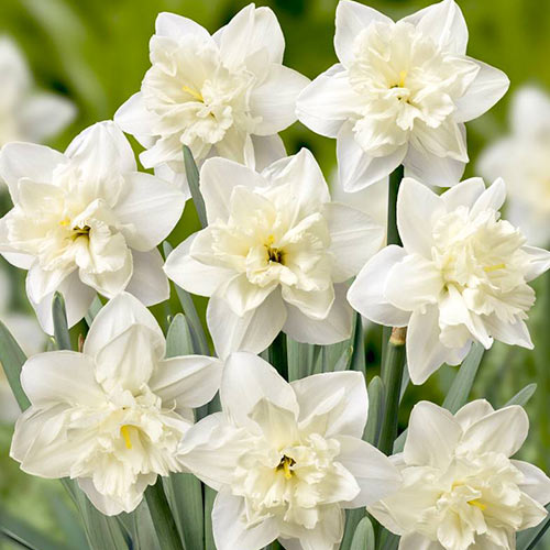 Нарцисс сплит-корона Колбланк артикул фото 1 Нарцисс сплит-корона Колбланк изображение 1 артикул 67648