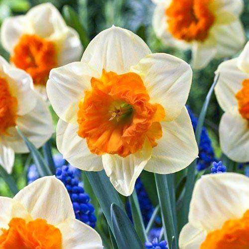 Нарцисс крупнокорончатый Балли изображение 1 артикул 68019