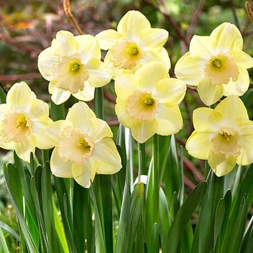 Нарцисс крупноцветковый Модуляция изображение 1 артикул 70281