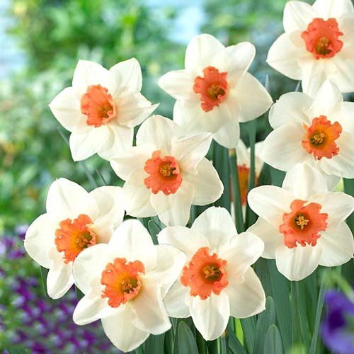 Нарцисс крупнокорончатый Кул Флейм изображение 1 артикул 67650