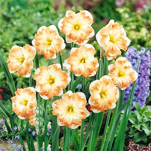 Нарцисс сплит-корона Кум Лауд изображение 1 артикул 68098