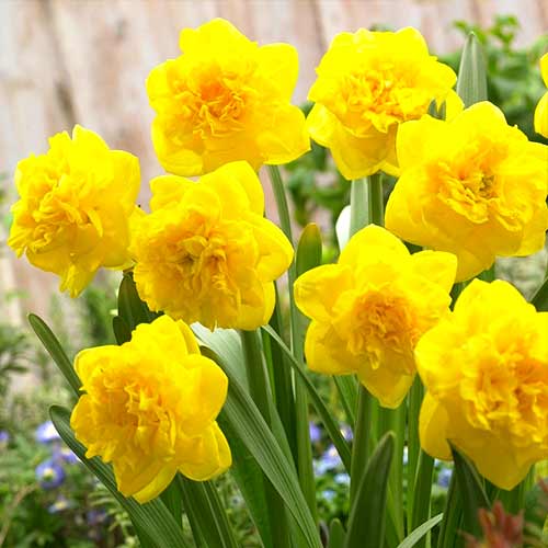 Нарцисс махровый Истертайд изображение 1 артикул 70280