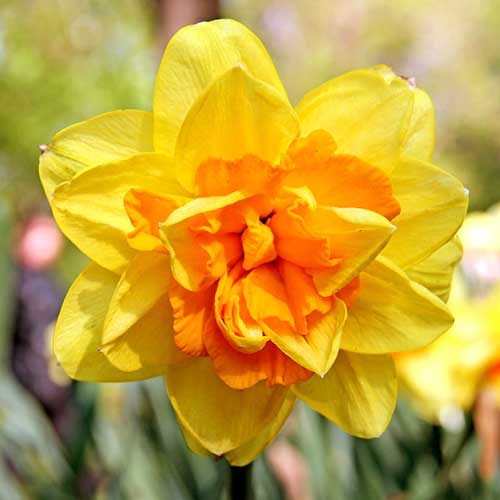 Нарцисс махровый Монца изображение 1 артикул 70237