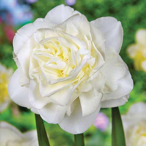 Нарцисс махровый Обдам изображение 1 артикул 70286