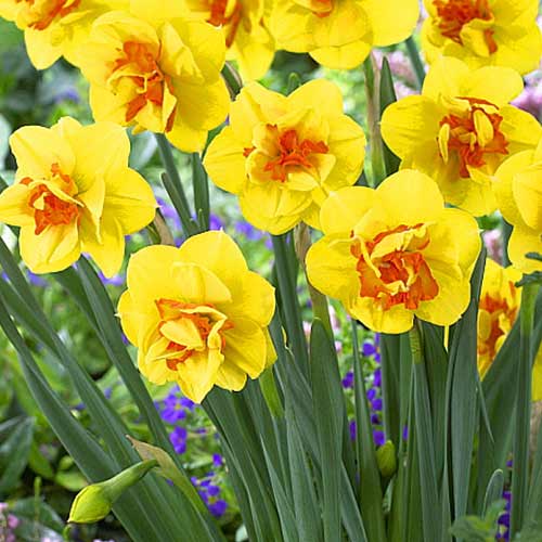 Нарцисс махровый Тамар Файер изображение 1 артикул 70287