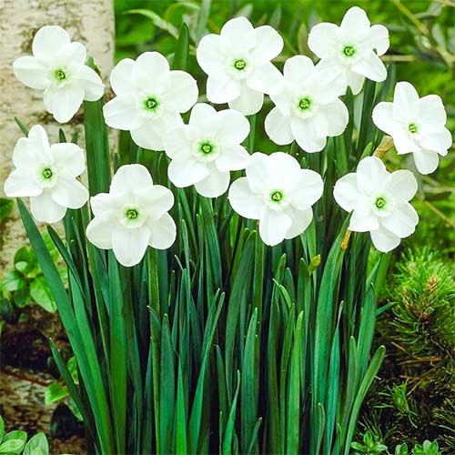 Нарцисс мелкокорончатый Грин Айд Леди изображение 1 артикул 67429