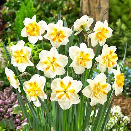 Нарцисс мелкокорончатый Сорбет изображение 1 артикул 67430