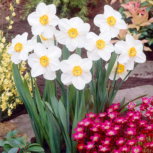 Нарцисс мелкокорончатый Вергер изображение 1 артикул 70279