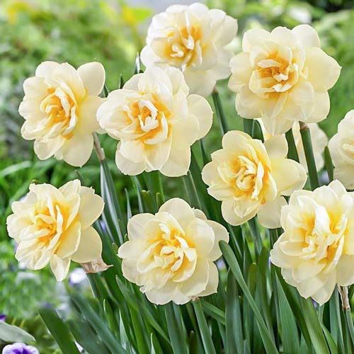 Нарцисс махровый Мэнли изображение 1 артикул 68070