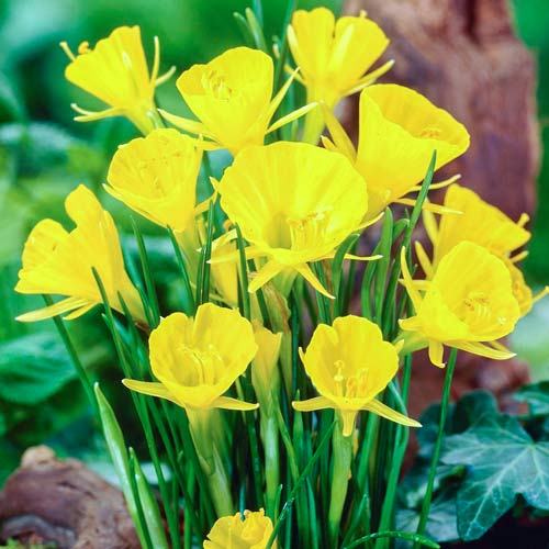 Нарцисс мини Голден Беллс изображение 1 артикул 68069